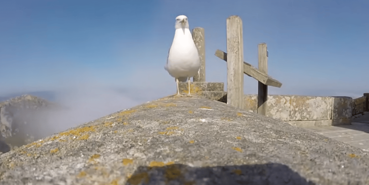 Jé, ez egy GoPro! - gondolta a sirály, és ellopta a kamerát