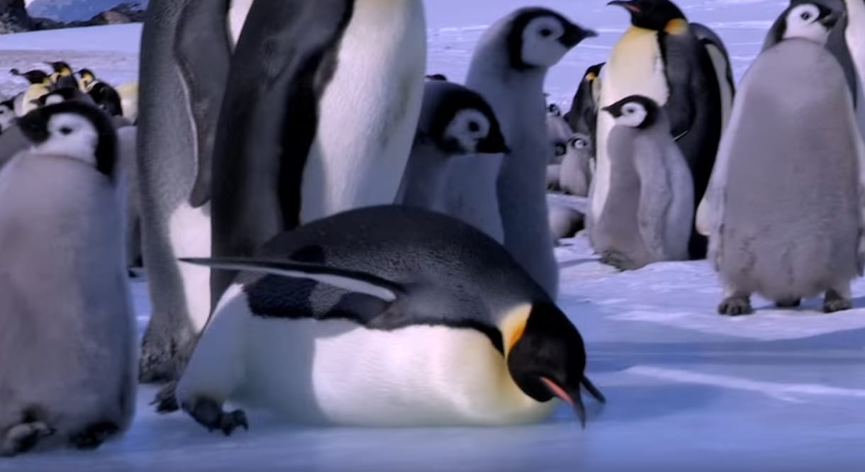 Mintha Tarantino forgatta volna a Táncoló talpakat - antarktiszi katasztrófa