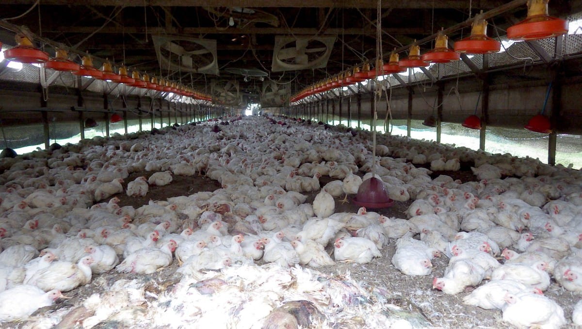 Most először fertőzött meg embert a madárinfluenza egyik vírustörzse