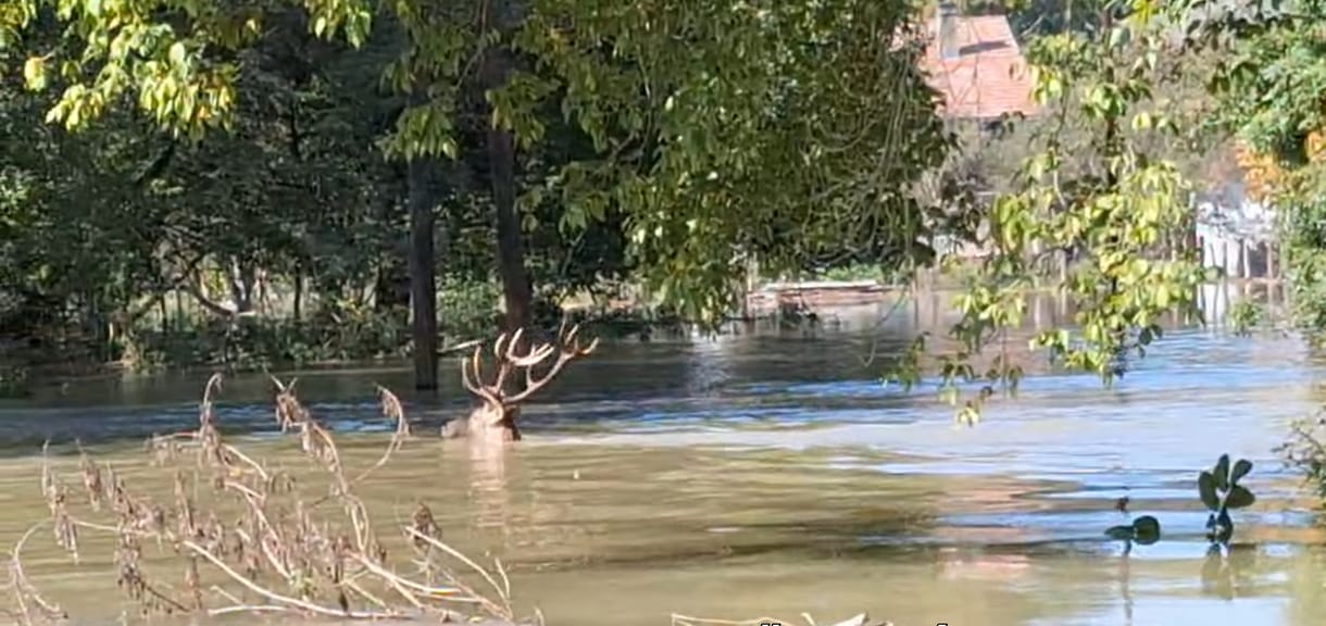 Az árvízben a vadmentő dombokhoz úszó szarvasokat videóztak Gemencen