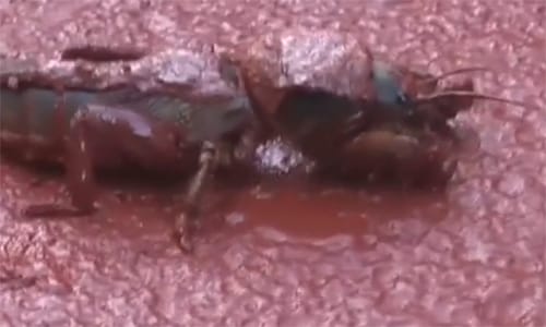 Videó: ennyi maradt a devecseri Kastélyparkból