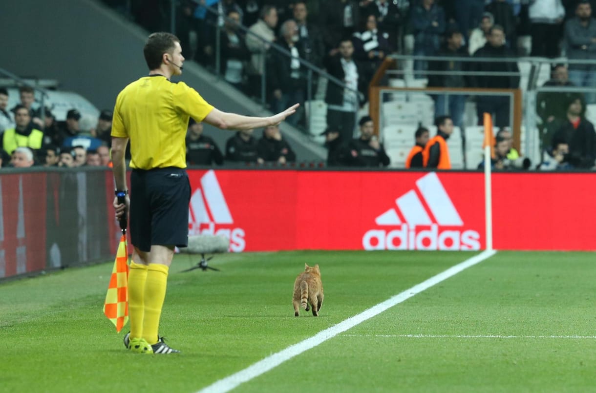 Drágán megfizet a macska miatt a Besiktas