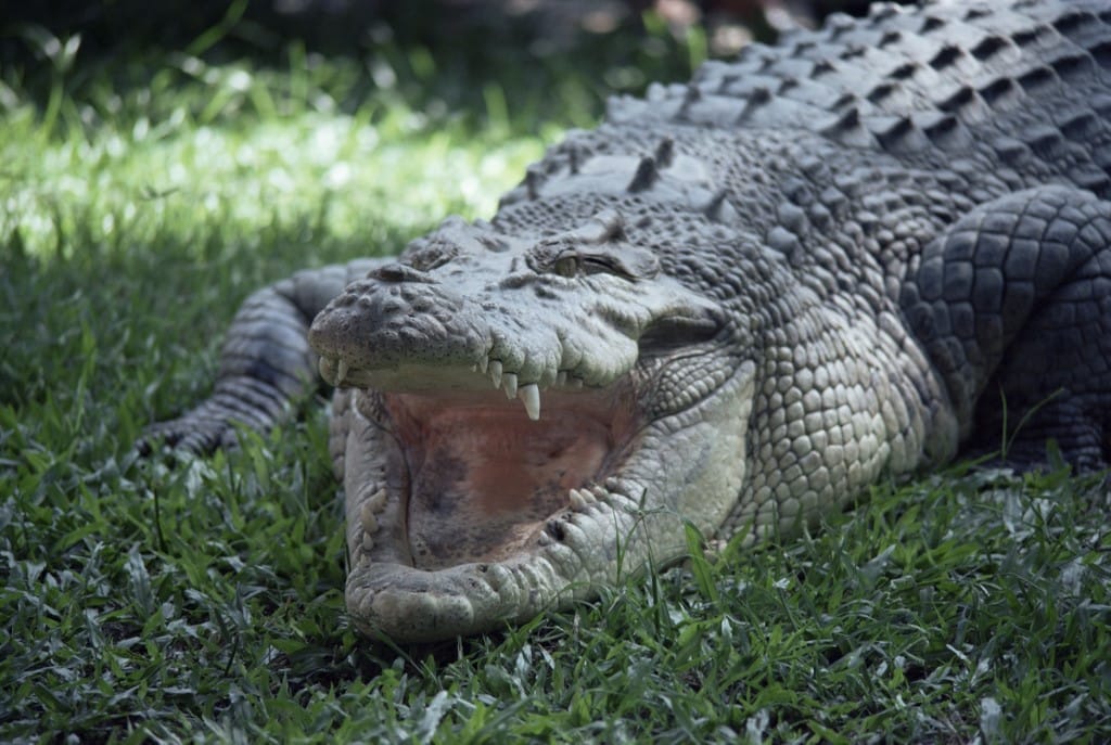 Kinyomta a rátámadó krokodil szemét egy ausztrál férfi