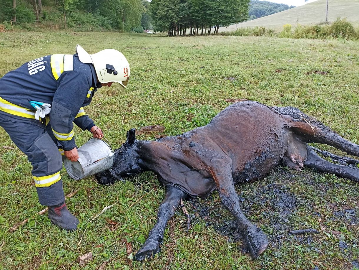 Tűzoltók mentettek ki a mocsárból egy elsüllyedt tehenet