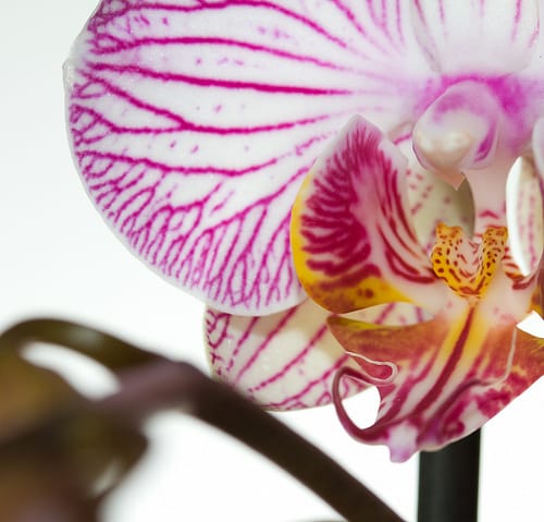 A virágok királynője - Orchideák és Broméliák a Vajdahunyadvárban