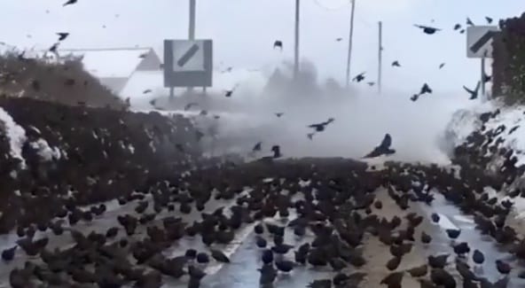 Ijesztő és gyönyörű egyszerre: több ezer seregély zárt le egy angliai utat – videó