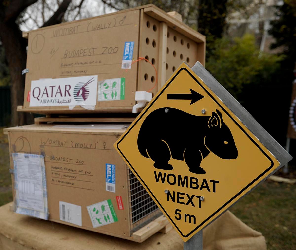 Wombatok a Fővárosi Állatkertben