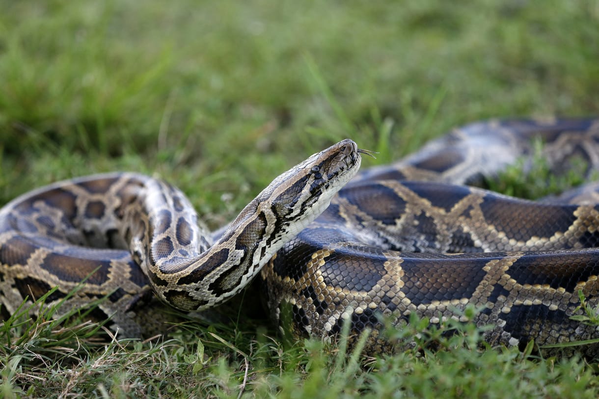 Szép összeg ütheti a markát annak, aki pitonvadásznak áll Floridában
