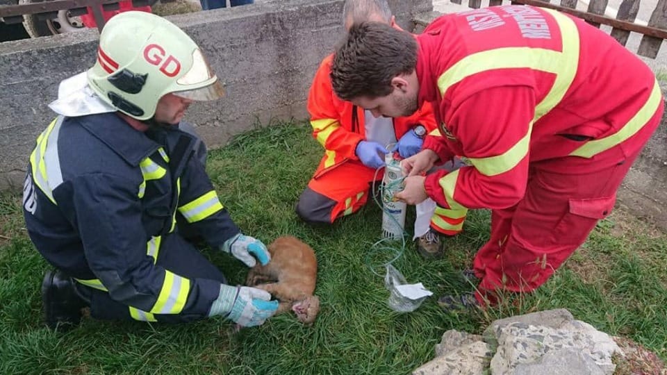 Ez a macska a gödöllői tűzoltóknak és mentőknek köszönheti az életét – fotók
