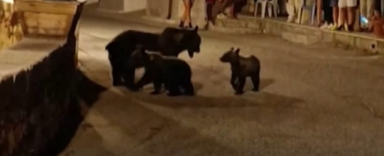 Lelőtték az anyamedvét, amely nemrég még a bocsaival korzózott egy olasz faluban