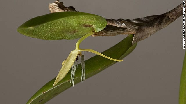 Fotó: csak éjjel virágzó orchideafajt fedeztek fel