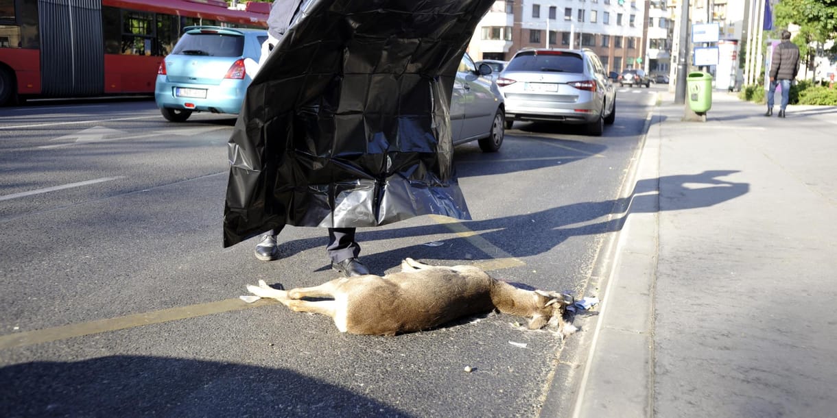 Őzet gázolt halálra egy autós Józsefvárosban