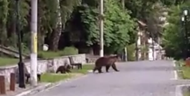 Medvét gázolt egy teherautó a román autópályán