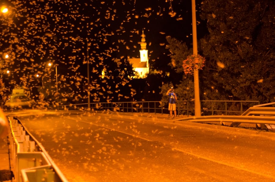 Dunavirágzás: 40 után tértek vissza a kérészek – fotó