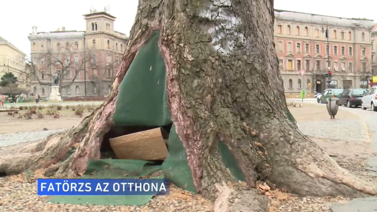 Egy fa törzsében él a budapesti hajléktalan, Péter
