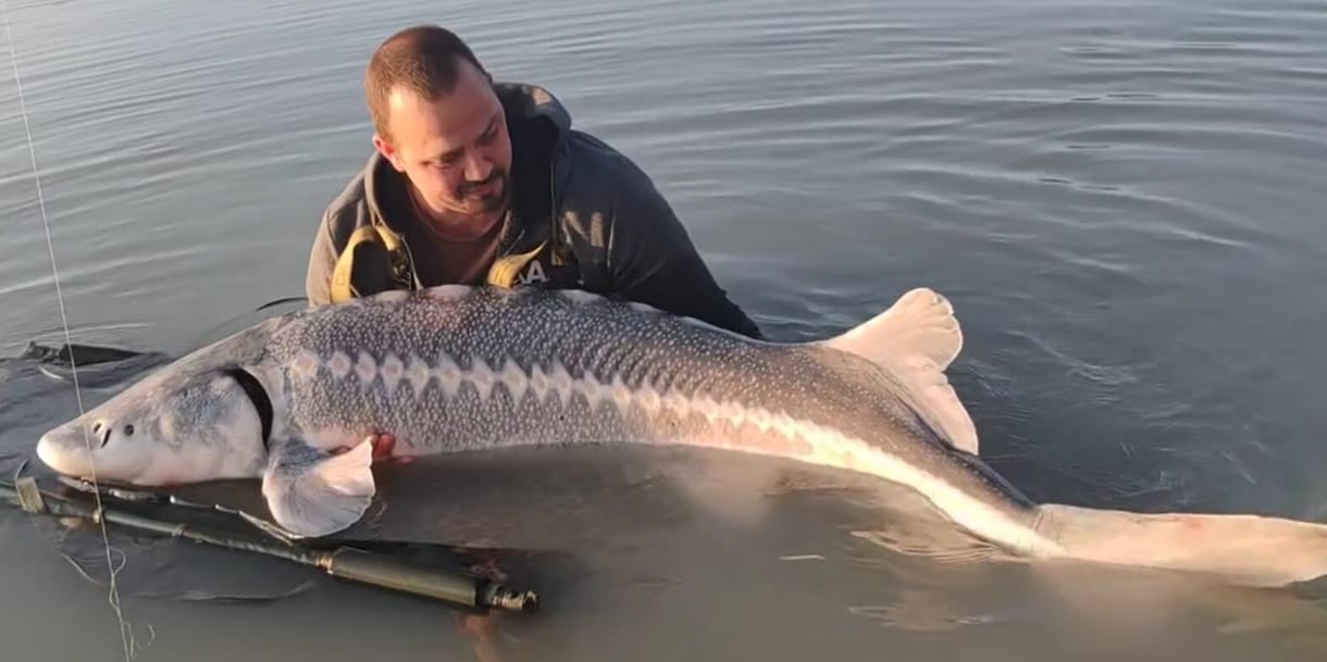 65 kilós fehér tokhalat fogtak ki egy baja horgásztóból – videó