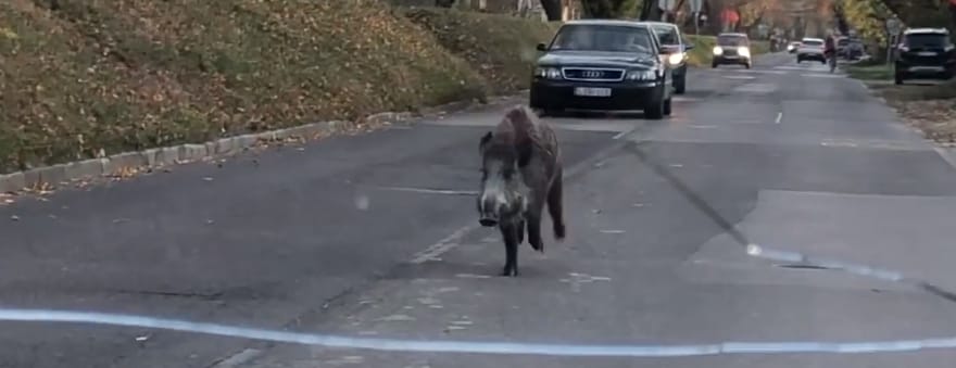 A forgalommal szemben rohangált egy vaddisznó a Római-parton – videó