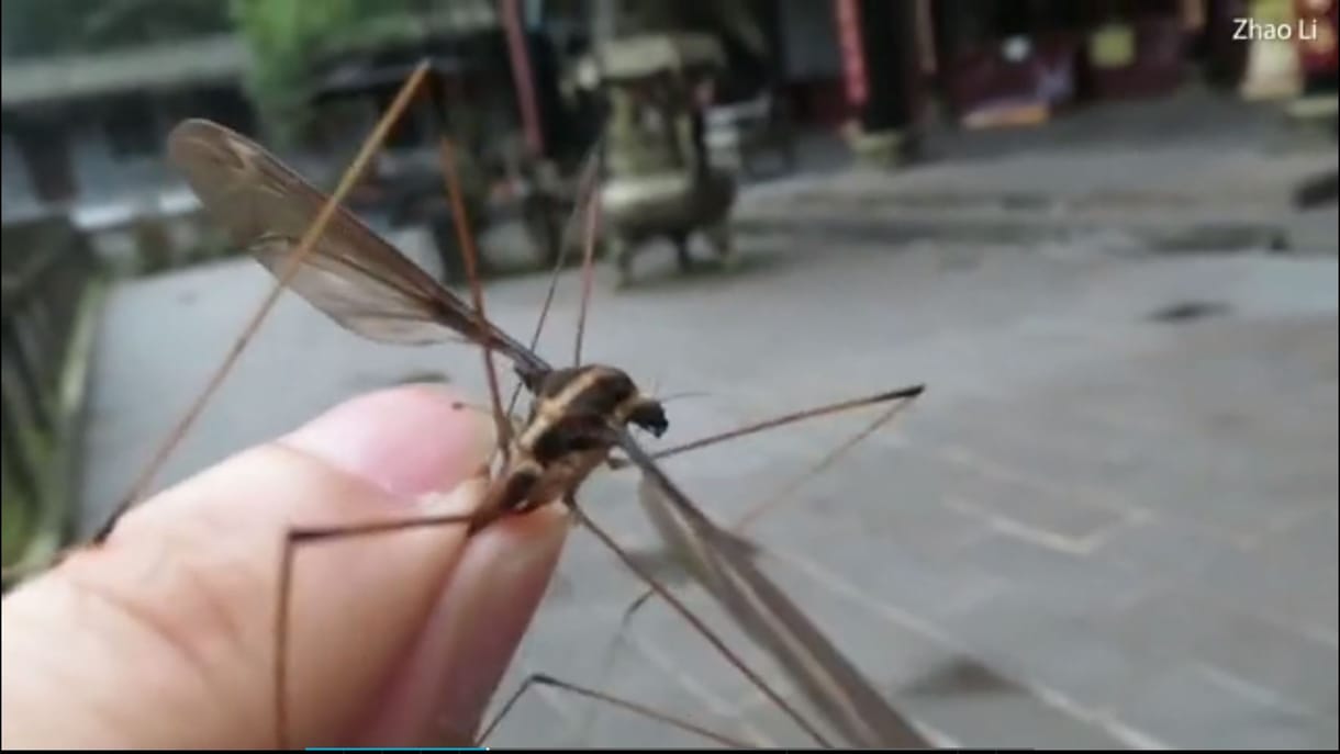 11 centis óriásszúnyogot találtak Kínában – videó