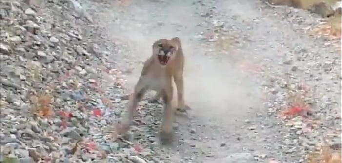 Videóra vette egy túrázó, ahogy percekig üldözi egy kifejlett puma