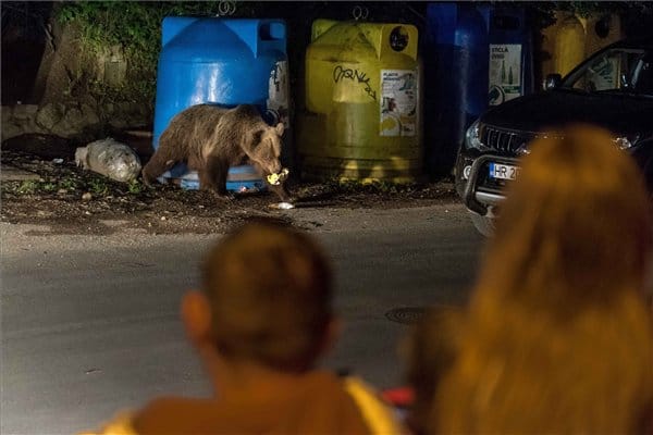 Ütött a román medvék és farkasok órája