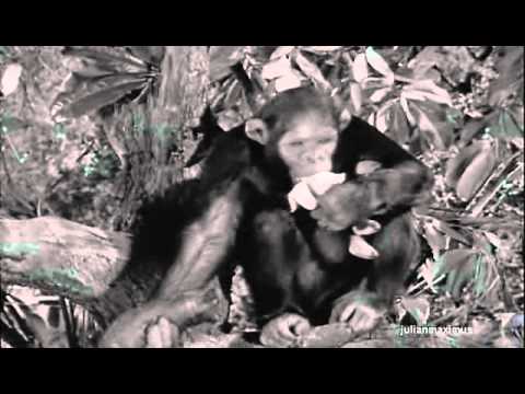 Meghalt Csita, a Tarzan-filmek csimpánza