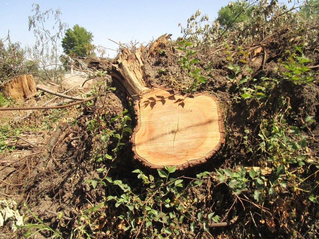 20 hektáron irtják ki az erdőket a Balatonnál az M76-os miatt