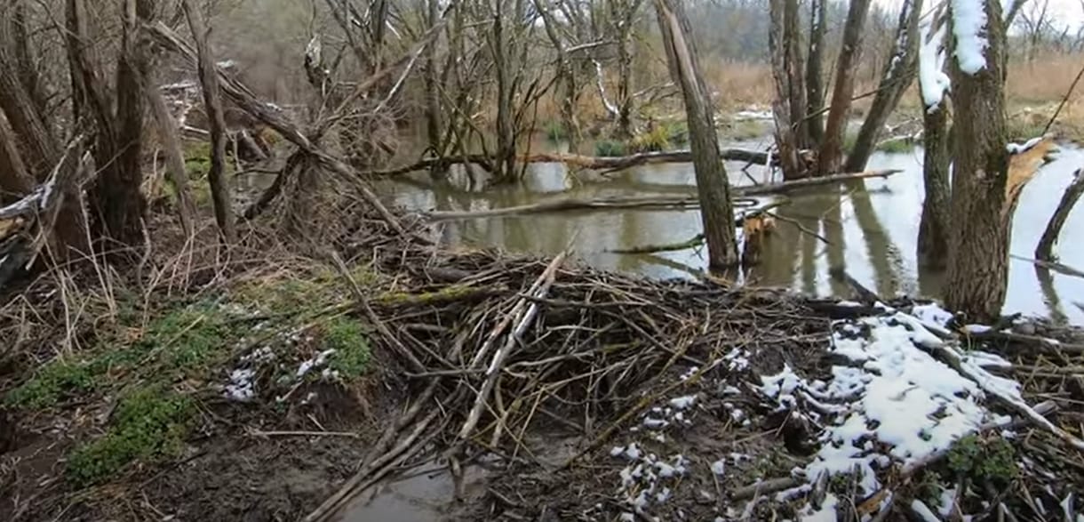 Hatszáz hódot fognak kilőni Győr-Moson-Sopronban