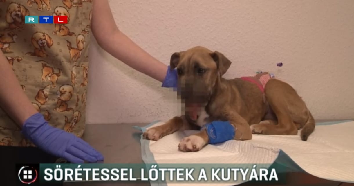 Közvetlen közelről lőttek állkapcson egy fiatal kutyát Püspökladányon - videó