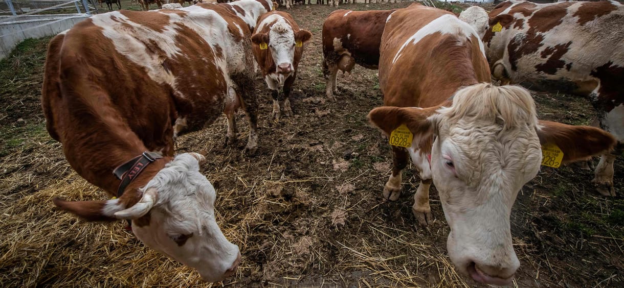 Megszűnik a száj- és körömfájásjárvány miatt létrehozott Operatív Törzs