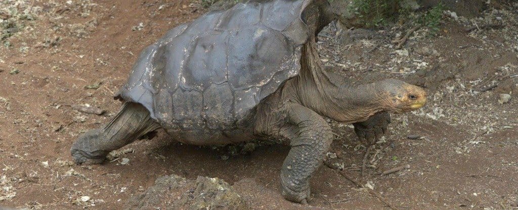Szabadon engedik Galapagoson a százéves teknőst, aki megmentette a faját a kihalástól
