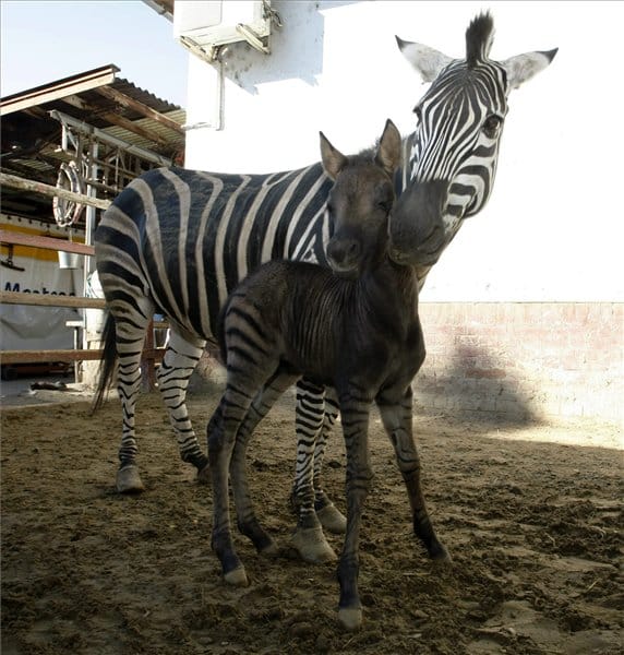 Furcsa zebra-póni keverék született Karcagon