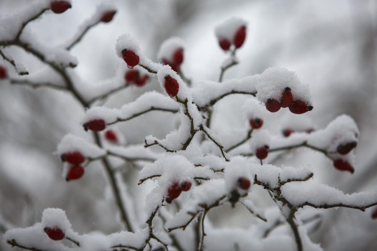Adventi irodalmi naptár - december 10.