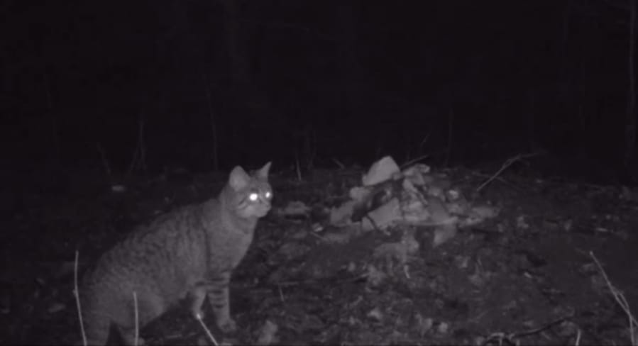 Róka és vadmacska kerülgette egymást a Tisza-tónál – videó