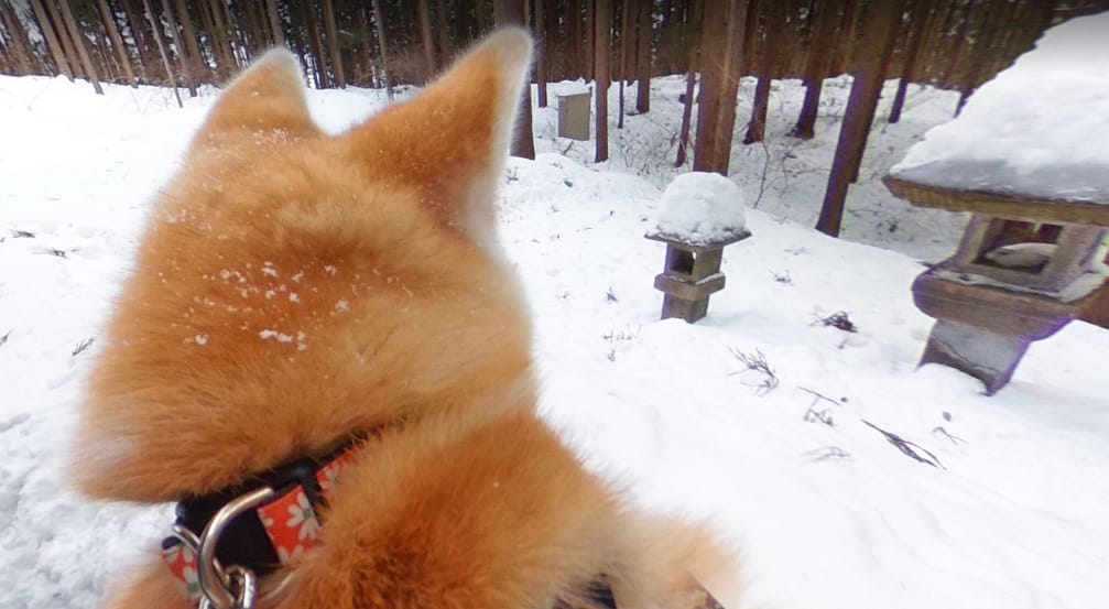 Kutyaszemmel nézheti a világot: itt a Google Dog View