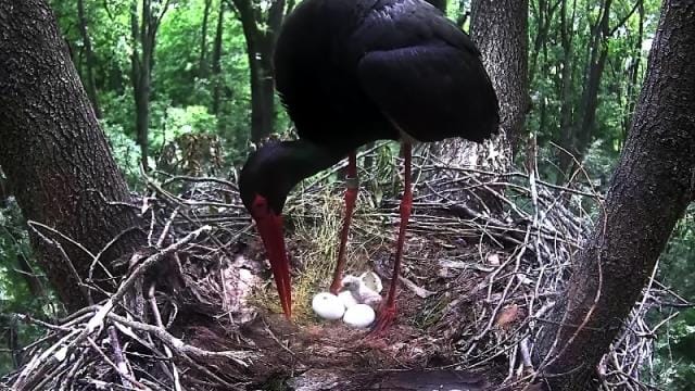 Kamera előtt keltek ki a kis fekete gólyák - fotó, videó