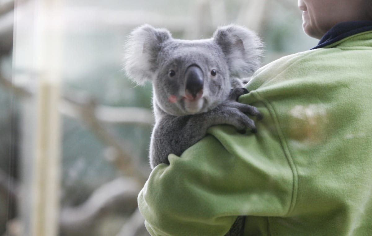 Sikerült feltérképezni a koalák teljes génállományát 