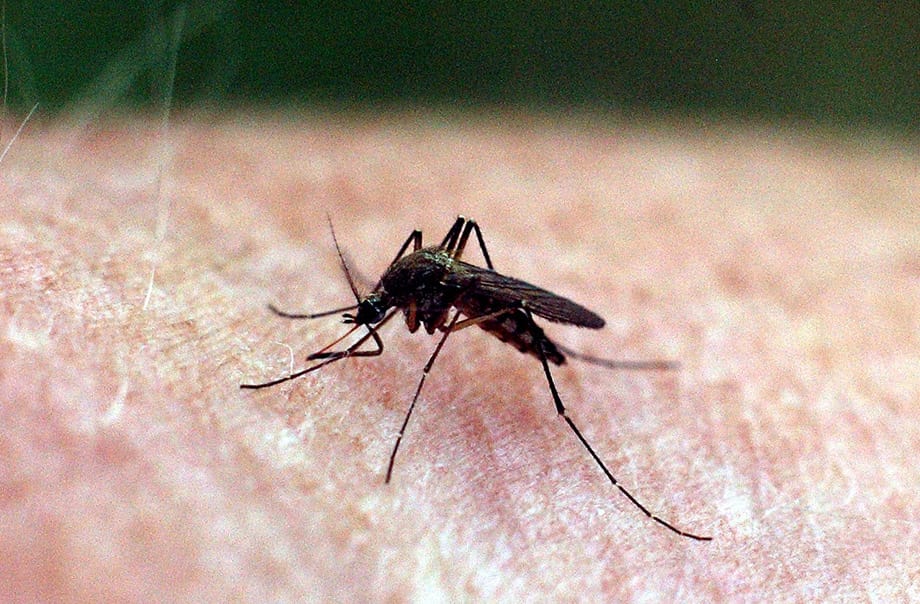 Talán elmarad a szúnyoginvázió az árvíz után, de ha így folytatjuk, nem lesz nyugalmunk a vérszívóktól