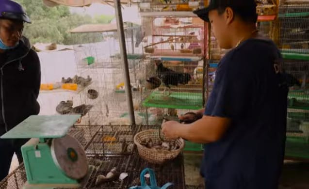 Vadállatokat árusító piacok ezreit zárják be Vietnamban