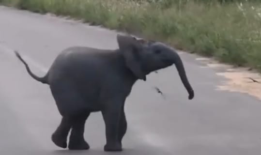Ilyen, amikor egy bébielefánt madarakkal játszik – videó