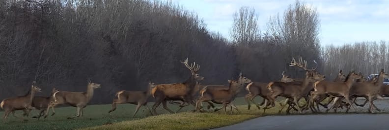 Több száz szarvas vágott át egy úton Baranyában - videó