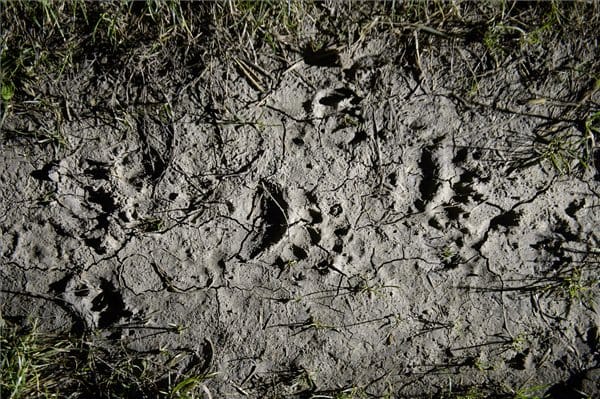 Medveszerű lényt láttak a Bakonyban