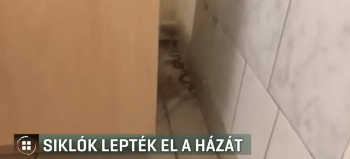Erre a látványra senki nem akar hazaérni: siklók leptek el baranyai családi házat