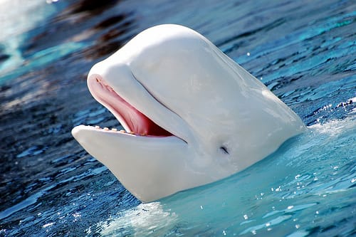 Delfin mentette meg a búvárt a fulladástól