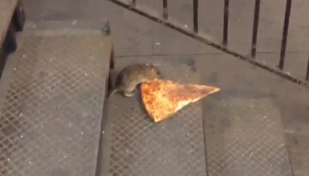 A pizzát cipelő patkány az új sztár a neten