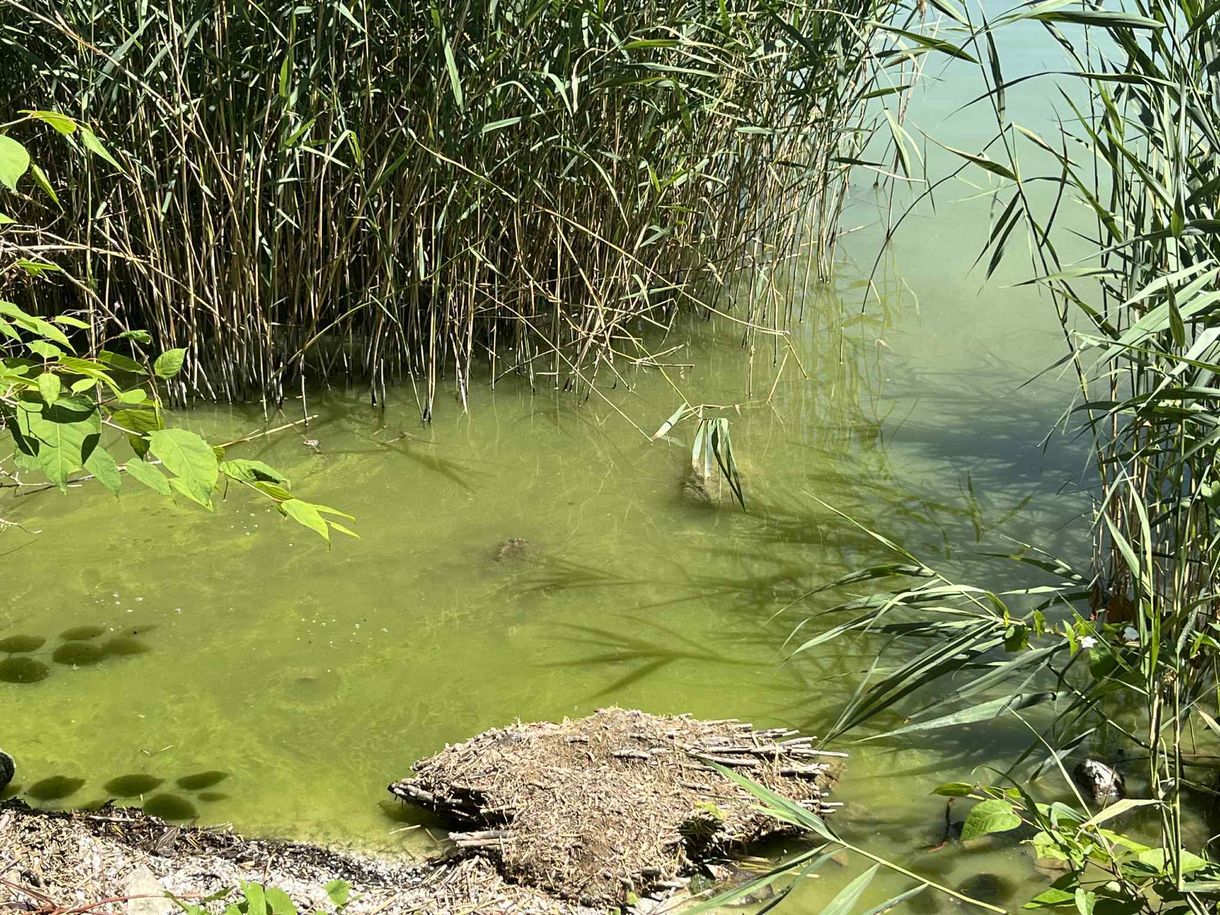 Idén korán indult a Balaton algásodása