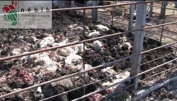 Horrorisztikus felvételt közölt a hatóság egy állattelepről – videó