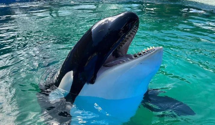 Free Lolita: ötven év után hazatérhet a legidősebb fogságban tartott gyilkos bálna