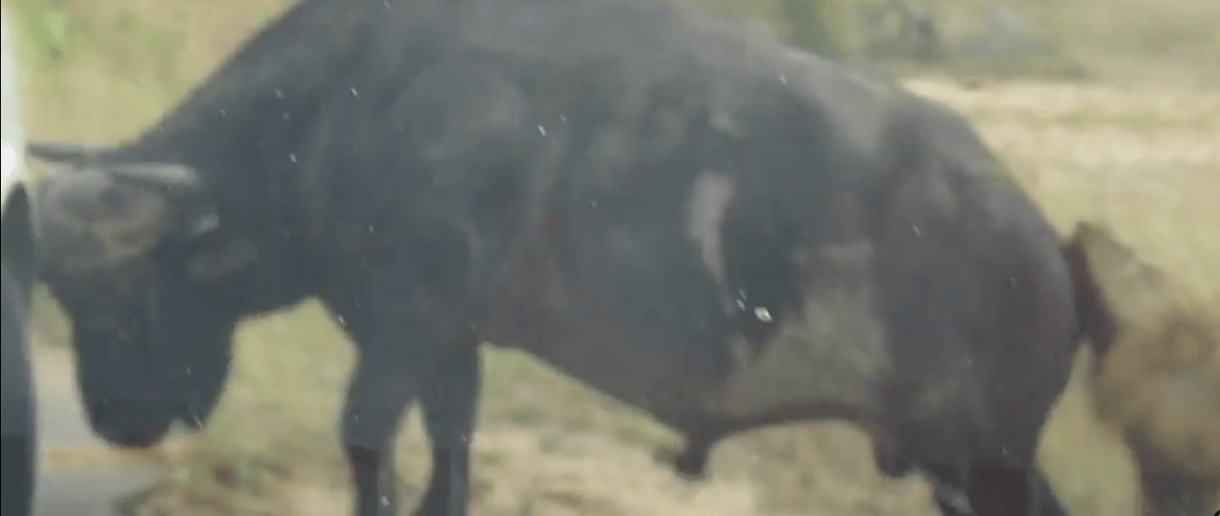 Videó: Ez volt a bivaly utolsó esélye, megjátszotta