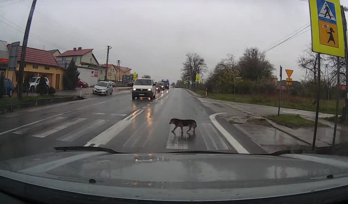 Ez a kutya olyan szabályosan közlekedik, hogy sokan példát vehetnének róla – videó