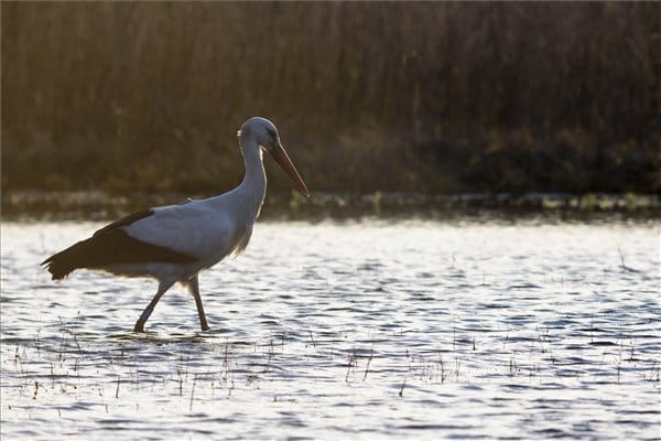 Tényleg jön a tavasz: hazaérkezett Báró – fotók